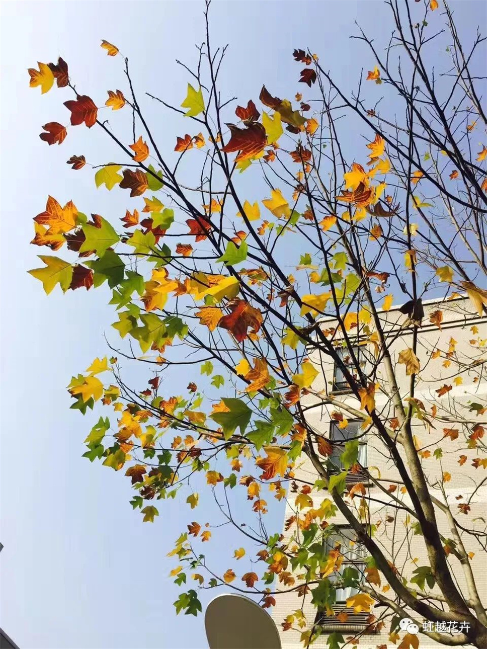 當之無愧最美秋樹,如上帝打翻調(diào)色盤! 當之無愧最美秋樹,如上帝打翻調(diào)色盤!