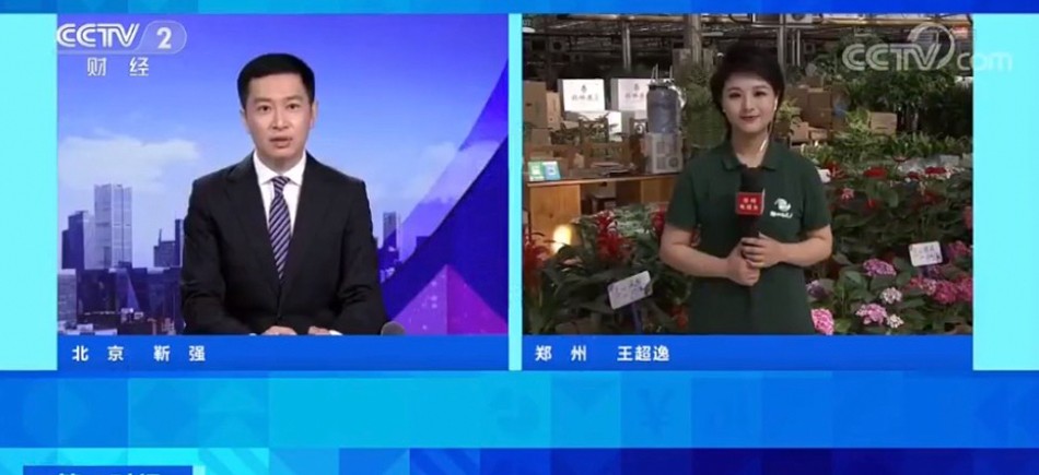 央視《第一時間》直播連線鄭州花卉市場：南花北運 東花西走 淡季旺銷